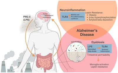 Air pollution accelerates the development of obesity and Alzheimer’s disease: the role of leptin and inflammation - a mini-review